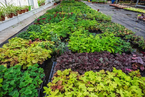 在新的现代水培温室或花房内种植园艺花卉和植物 — 图库照片