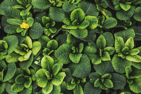 Zelená listová texturu pozadí, Primula listy, pohled shora, makro fotografii, dekorativní zahradní rostlina — Stock fotografie