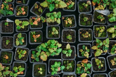 Çilek fideleri plastik kutulara, çiçek ve süs bitkileri ekimi için modern hydroponic sera içinde üstten görünüm