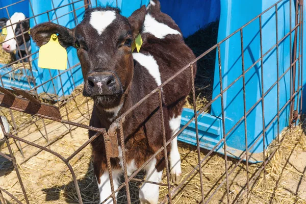 Jovem bezerro no berçário com caixa de vitelo na fazenda do diário — Fotografia de Stock
