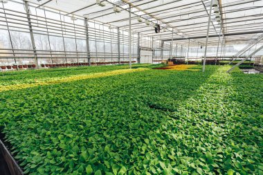 Modern büyük sera, yetiştirme ve büyüme tohumları süs bitkileri, çiçek kreş iç içeride