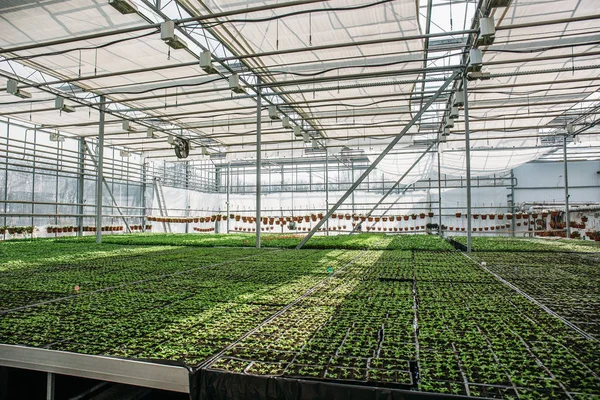 有机水耕观赏植物栽培育苗场。大型现代温室或大棚, 种植育苗 — 图库照片