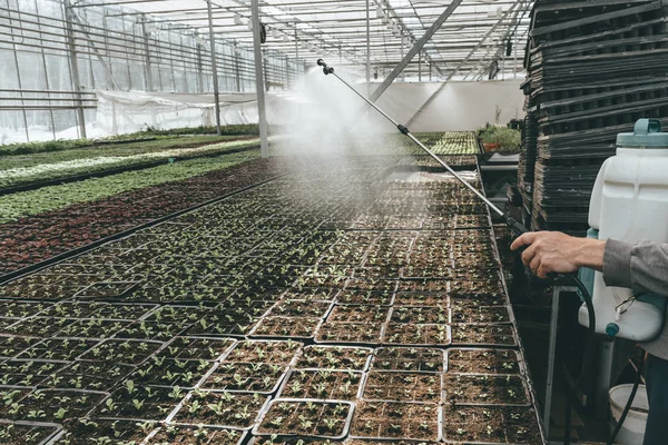 Gardener worker watering seeding plants in hydroponic glasshouse with sprinkler, industrial seedings growing and cultivation