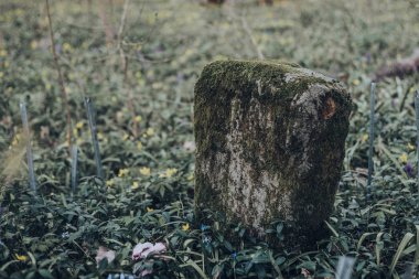 Antik mezar taşı veya terk edilmiş ve unutulmuş mezarlığı üzerinde moss ile büyümüş mezar