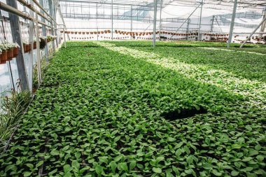 Büyük modern endüstriyel sera içinde bitkilerin ekimi