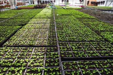 Modern büyük sera veya sera, yetiştirme ve büyüme tohumları süs bitkileri, çiçek kreş iç içeride