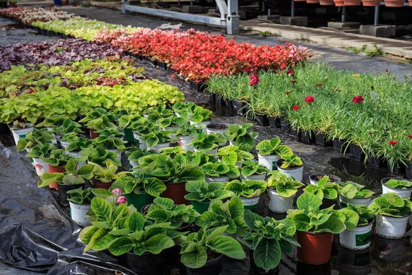 现代大型温室或温室, 观赏植物种植和生长种子, 室内花卉苗圃 — 图库照片