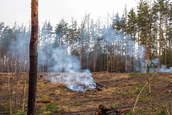 산 불, 트림된 나무 점화와 나무 삼림 벌채, 침 엽 수림의 파괴 후 연기 — 스톡 사진