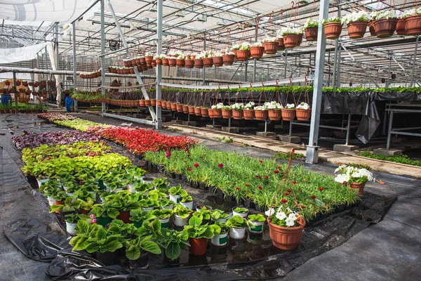 现代大型温室或温室, 观赏植物种植和生长种子, 室内花卉苗圃 — 图库照片