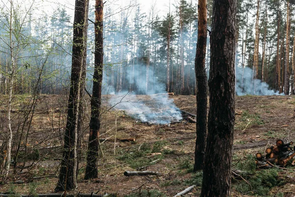 산 불, 트림된 나무 점화와 나무 삼림 벌채, 침 엽 수림의 파괴 후 연기 — 스톡 사진
