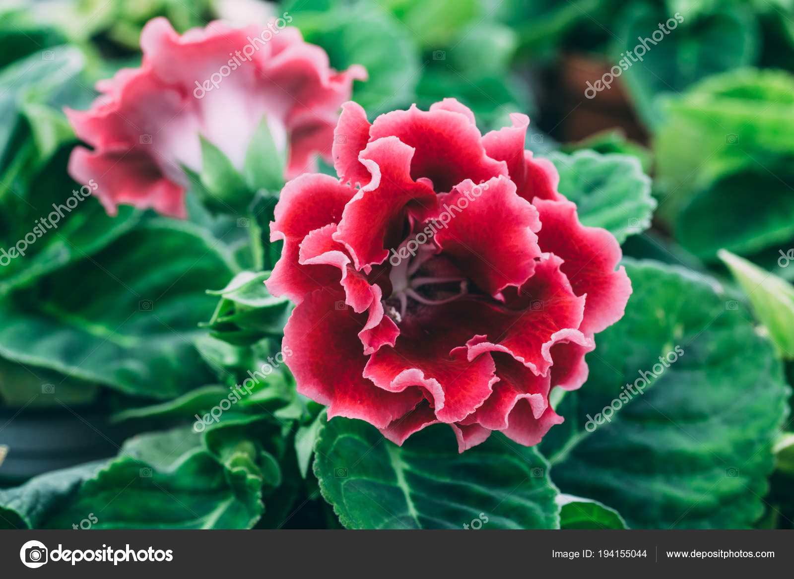 Flor rosa Gloxinia ou Sinningia speciosa, flor de planta ornamental,  macrofoto fotos, imagens de © DedMityay #194155044