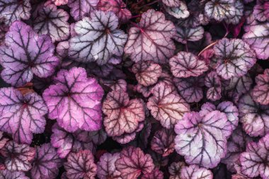 Heuchera melez obsidyen, üstten görünüm mor. Heuchera parlak yaprakları glasshouse içinde. Dekoratif bitki örtüsü arka plan