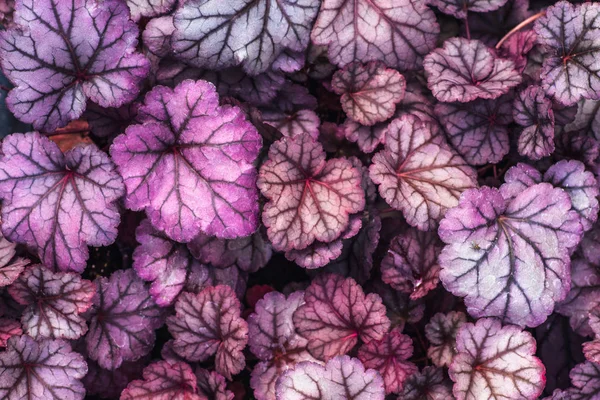 Heuchera melez obsidyen, üstten görünüm mor. Parlak doğal ultra violet Heuchera bırakır. Dekoratif bitki örtüsü arka plan veya duvar kağıdı 