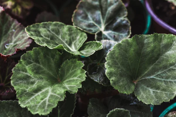 Cyclamen zelené listy, makro fotografii, pokojová rostlina nebo okrasná rostlina před rozkvět — Stock fotografie