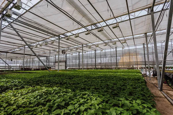 Moderno invernadero hidropónico o invernadero, cultivo y cultivo de plantas ornamentales y flores para la jardinería —  Fotos de Stock