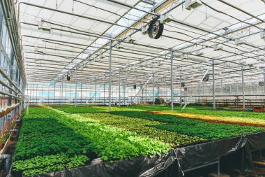 Süs Bitkileri ve çiçek Bahçe modern hydroponic sera kreş veya glasshouse, endüstriyel bahçecilik için büyümek
