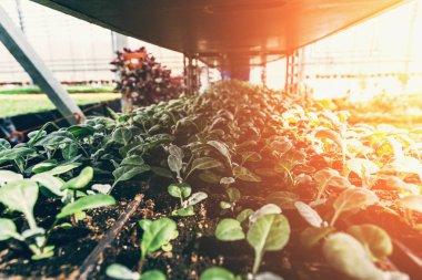 Cineraria fidan süs Bahçe, yetiştirme ve organik houseplants büyüyen için sera plastik kaplarda büyüyen