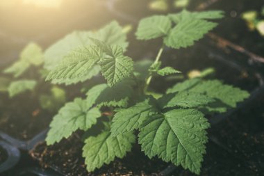 Güneş ışığı, sera, tarım bahçecilik, makro yeşil yaprakları ile bitki ahududu çalı