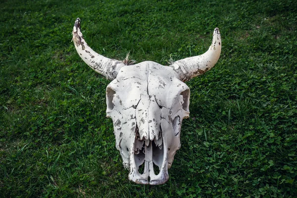 Kráva lebky na zelené trávě, hlavy kostí mrtvého zvířete — Stock fotografie