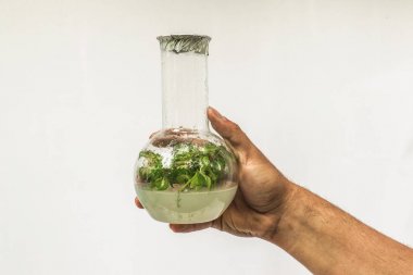 Test tüpleri ile mikro bitki. Tüp Bebek micropropagation ekoloji Mikrobiyoloji laboratuvar
