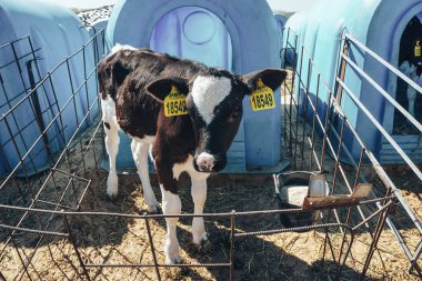 Genç siyah beyaz günlüğü Dana buzağı-evde