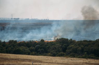 Orman, orman yangını duman içinde ateş