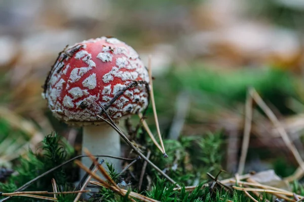 Fly agaric or fly Amanita mushroom, selective focus with copy space