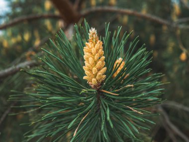 İlkbahar zamanı kozalaklı ağaçtan sarı kozalaklı kozalaklar, tıbbi ürünler ve geleneksel ilaçlar için malzeme