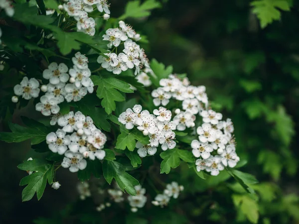 Hawthorn fa, fehér virágok virága a tavasz természet zöld háttér — Stock Fotó