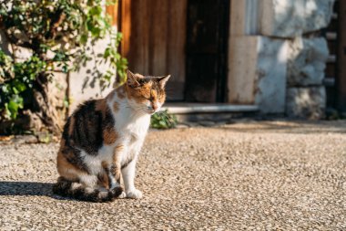 Şirin bir kedi, kırsal alanda güneş ışığının tadını çıkarıyor.