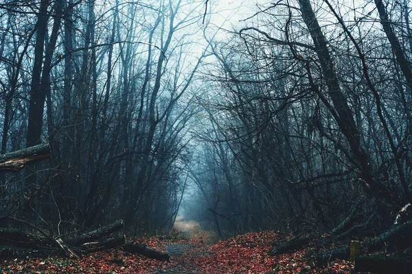 Path in autumn forest on foggy gloomy day, dark horror atmosphere