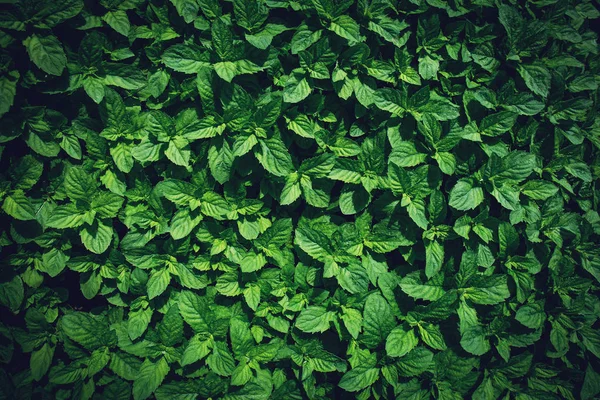 Green peppermint leaves background. Mentha piperita Lamiaceae. Floral spring and summer botany garden — 스톡 사진
