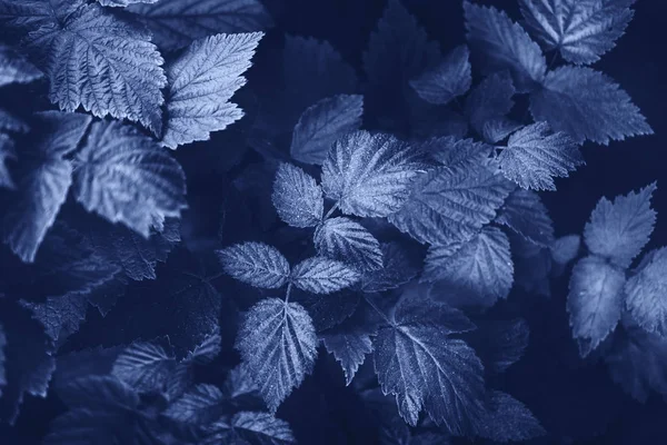 Plant leaves background in trendy Phantom Blue color, abstract spring floral backdrop or wallpaper — Stock Photo, Image