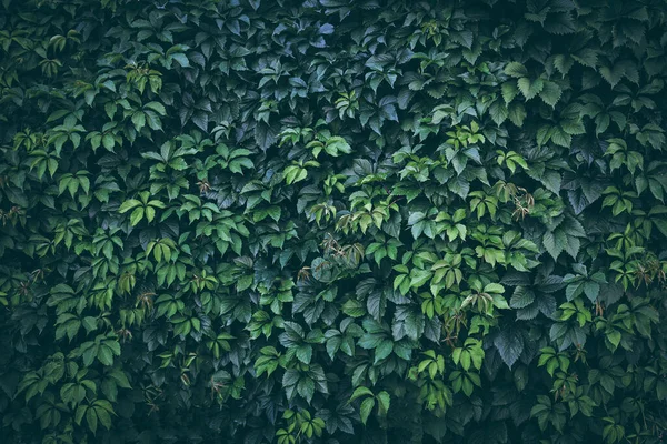 Arka plan, yeşillik duvar yeşil bitki yaprakları — Stok fotoğraf