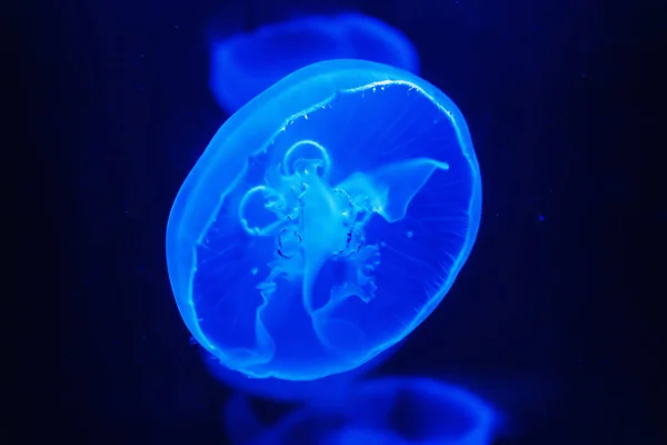 투명 한 해파리나 메두사를 어두운 푸른 물에 넣고 가까이 서 본 모습 — 스톡 사진