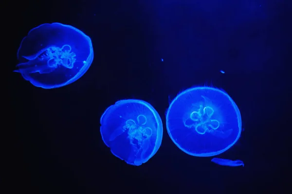 Medusas flotando en aguas oscuras iluminadas por la luz azul —  Fotos de Stock