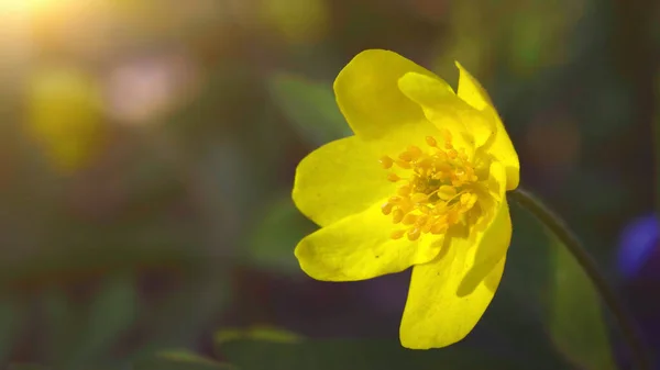 Fleurs jaunes Erantis au soleil, macro shot. Le printemps est venu concept. Beau fond floral fleuri — Photo