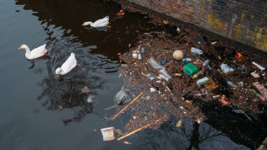 Amsterdam şehir çöplüğü ve su kanalındaki plastik şişeler ve nehirdeki çöplerden beslenen beyaz kuğular. Çevre kirliliği