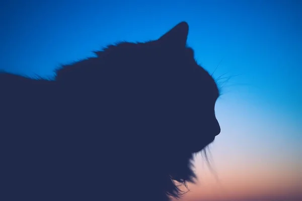 Silhouette of cat head on sunset sky background, cute pet. Vintage toned — Stock Photo, Image