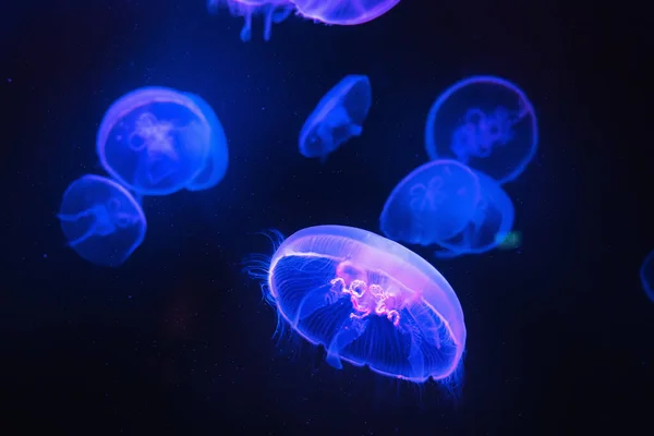 青いネオンの光の中で美しいクラゲやメデューサ。暗い水族館の背景 — ストック写真