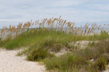 Deniz yulaf ve su yakınında kum ulası üzerinde çim