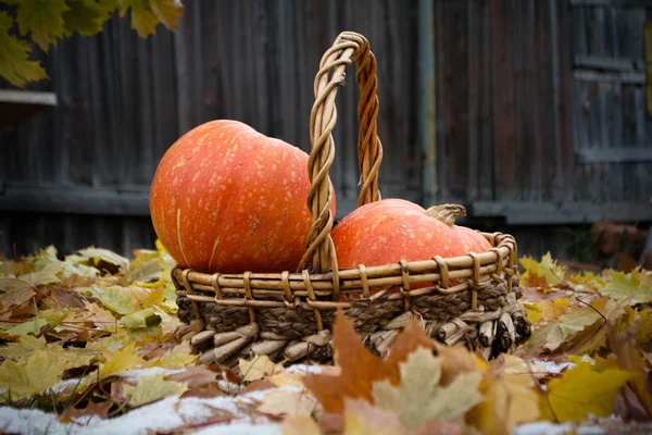 Großer orangefarbener Kürbis — Stockfoto