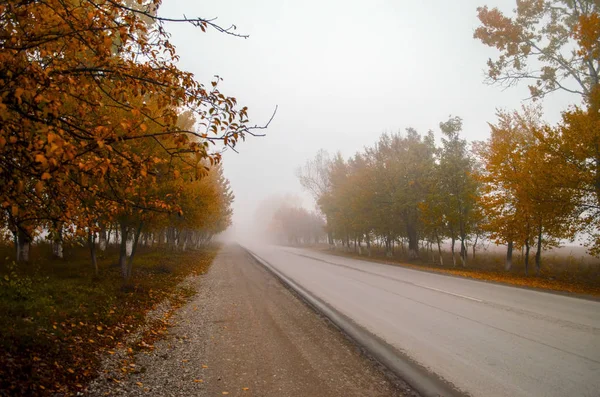 Landschaft der Asphaltstraße in schönen Herbst neblig Tag unter Bäumen mit gelbem Laub — Stockfoto
