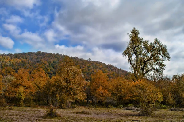 Krajobraz hill jesień las okładek w jasny kolor z nieba w pół - szare chmury i samotny wielkie drzewo — Zdjęcie stockowe