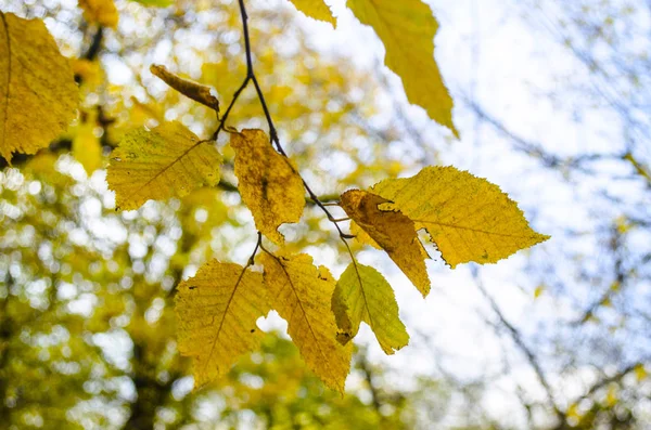 View of branch with brightt autumn yellow  color leaves with blurred forest and the blue sky on background — Stock Photo, Image