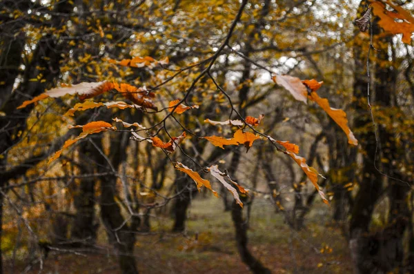 Krásné rozmazané podzimní lesní krajina v pozadí a strom větví s barevné listí na popředí — Stock fotografie
