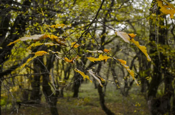 . Visão de floresta de outono embaçada e tonificada em galhos de fundo e árvores escuras com folhas no plano frontal — Fotografia de Stock