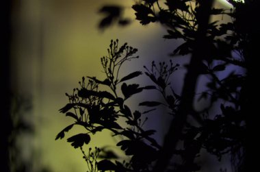 Ağaç dalları yaprakları koyu renkli arka plan veya uzun pozlama, çiçek desenli ile gece bir ağaç parçası ile. Süs duvar kağıdı olarak orman afiş kullanılabilir