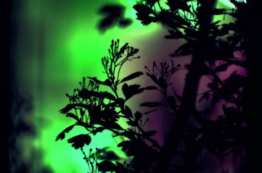 Ağaç dalları yaprakları koyu renkli arka plan veya uzun pozlama, çiçek desenli ile gece bir ağaç parçası ile. Süs duvar kağıdı olarak orman afiş kullanılabilir