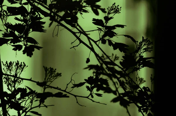 Ramos de árvore com folhas no fundo de cor escura, ou fragmento de uma árvore à noite com exposição longa, padrão floral. Ornamento pode ser usado como papel de parede, bandeira da floresta — Fotografia de Stock